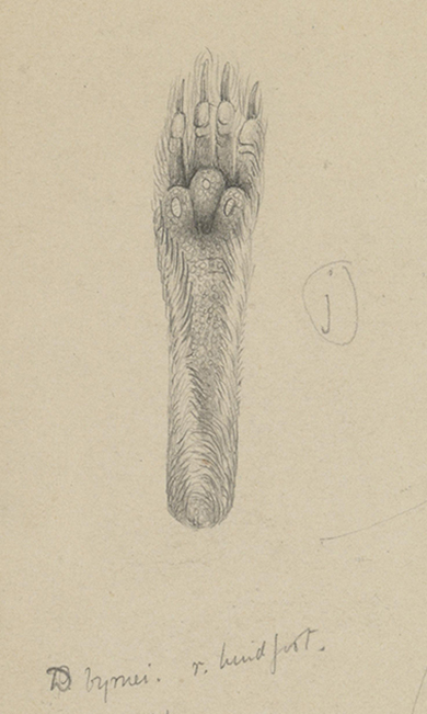 Zoological drawing from the Horn Expedition report of DASYUROIDES BYRNIE